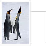 Pair King Penguins on fresh snows, South Georgia Island by Anonymous