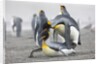 King Penguins about to mate, South Georgia Island by Anonymous