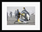 King Penguins about to mate, South Georgia Island by Anonymous