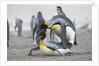 King Penguins about to mate, South Georgia Island by Anonymous