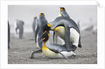 King Penguins about to mate, South Georgia Island by Anonymous