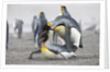 King Penguins about to mate, South Georgia Island by Anonymous
