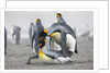 King Penguins about to mate, South Georgia Island by Anonymous