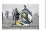 King Penguins about to mate, South Georgia Island by Anonymous