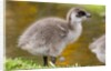 Upland Goose baby at waters edge, Fakland Islands by Anonymous