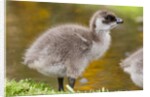Upland Goose baby at waters edge, Fakland Islands by Anonymous