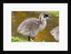 Upland Goose baby at waters edge, Fakland Islands by Anonymous