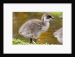 Upland Goose baby at waters edge, Fakland Islands by Anonymous