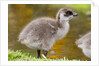 Upland Goose baby at waters edge, Fakland Islands by Anonymous