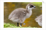 Upland Goose baby at waters edge, Fakland Islands by Anonymous