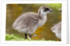 Upland Goose baby at waters edge, Fakland Islands by Anonymous