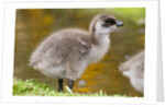 Upland Goose baby at waters edge, Fakland Islands by Anonymous