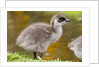 Upland Goose baby at waters edge, Fakland Islands by Anonymous