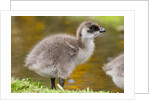 Upland Goose baby at waters edge, Fakland Islands by Anonymous