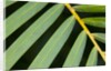 Closeup of palm leaves by Anonymous