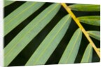 Closeup of palm leaves by Anonymous