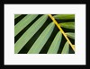 Closeup of palm leaves by Anonymous