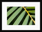 Closeup of palm leaves by Anonymous