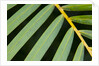 Closeup of palm leaves by Anonymous