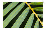 Closeup of palm leaves by Anonymous