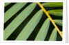 Closeup of palm leaves by Anonymous