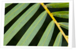 Closeup of palm leaves by Anonymous