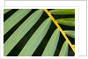 Closeup of palm leaves by Anonymous