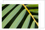 Closeup of palm leaves by Anonymous
