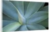 Agave on the island of Maui, Hawaii by Anonymous