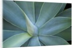 Agave on the island of Maui, Hawaii by Anonymous
