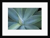 Agave on the island of Maui, Hawaii by Anonymous