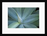 Agave on the island of Maui, Hawaii by Anonymous