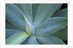 Agave on the island of Maui, Hawaii by Anonymous