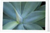 Agave on the island of Maui, Hawaii by Anonymous