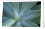 Agave on the island of Maui, Hawaii by Anonymous