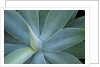 Agave on the island of Maui, Hawaii by Anonymous