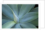 Agave on the island of Maui, Hawaii by Anonymous