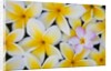 Frangipani flowers by Anonymous