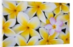 Frangipani flowers by Anonymous