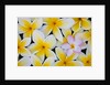 Frangipani flowers by Anonymous