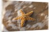 Starfish on the sandy beachs of Keihi, Maui Hawaii in the evening light by Anonymous