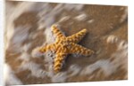 Starfish on the sandy beachs of Keihi, Maui Hawaii in the evening light by Anonymous