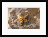 Starfish on the sandy beachs of Keihi, Maui Hawaii in the evening light by Anonymous