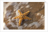 Starfish on the sandy beachs of Keihi, Maui Hawaii in the evening light by Anonymous