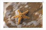 Starfish on the sandy beachs of Keihi, Maui Hawaii in the evening light by Anonymous