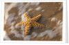 Starfish on the sandy beachs of Keihi, Maui Hawaii in the evening light by Anonymous