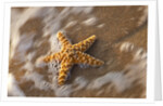 Starfish on the sandy beachs of Keihi, Maui Hawaii in the evening light by Anonymous