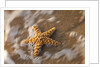 Starfish on the sandy beachs of Keihi, Maui Hawaii in the evening light by Anonymous