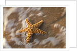 Starfish on the sandy beachs of Keihi, Maui Hawaii in the evening light by Anonymous