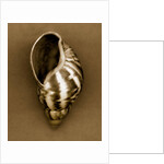 Babylon Shell by Anonymous